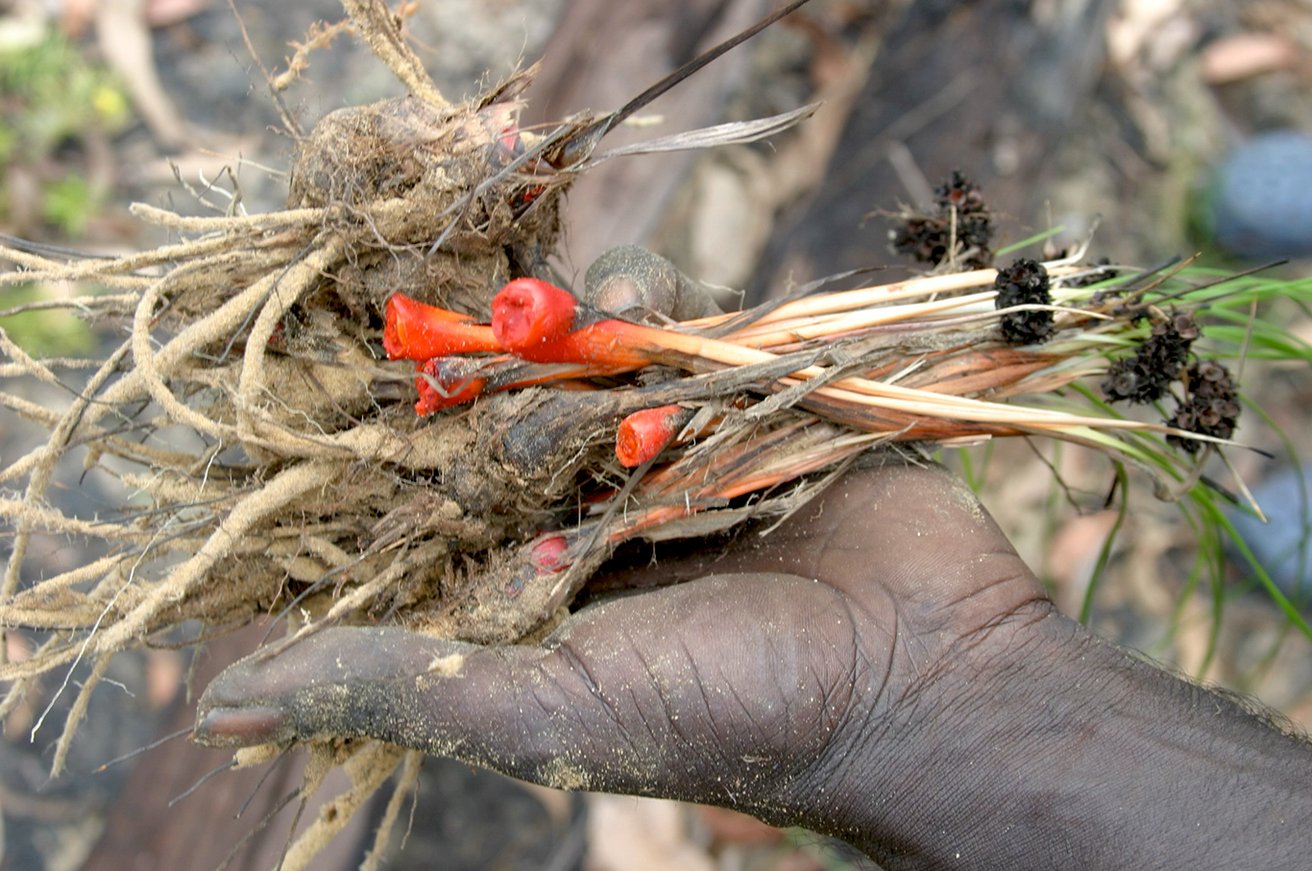 Plant roots used to dye fibres for weaving